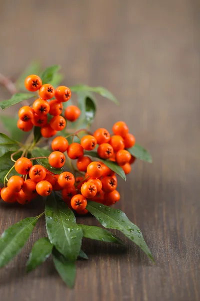 Pyracantha Vuurdoorn oranje bessen met groene bladeren, op houten achtergrond — Stockfoto