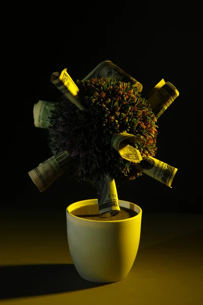 Decorative tree in pot on dark background — Stock Photo, Image
