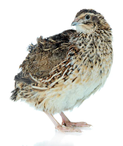 Young quail isolated on white — Stock Photo © belchonock 35285653