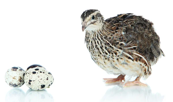 Junge Wachteln mit Eiern isoliert auf weiß — Stockfoto