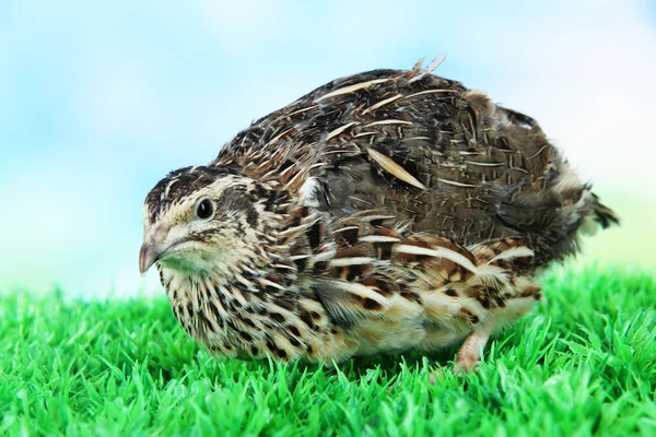 青色の背景に草の上の若いウズラ — ストック写真