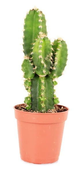 Cactus in bloempot, geïsoleerd op witte achtergrond — Stockfoto