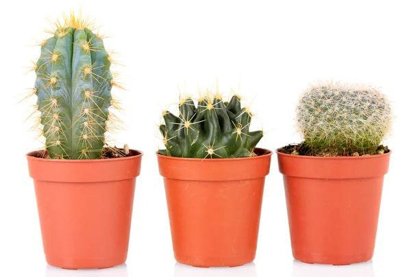Collectie van cactussen, geïsoleerd op wit — Stockfoto