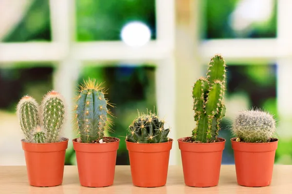 Colección de cactus, sobre alféizar de ventana — Foto de Stock