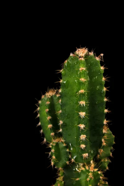 Kaktus, na czarnym tle — Zdjęcie stockowe
