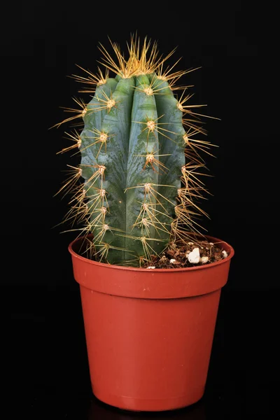 Cactus en pot de fleurs, isolé sur noir — Photo