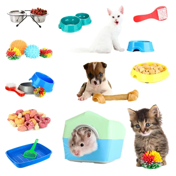 Collage de mascotas y diferentes cosas para ellos — Foto de Stock