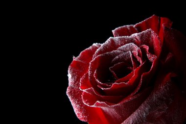 buz, siyah üzerine izole kırmızı gül