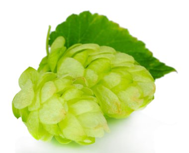 Fresh green hops, isolated on white