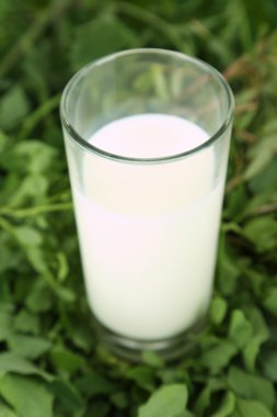 çimenlerin üzerinde süt