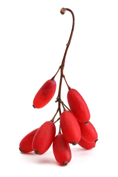 Ripe barberries on branch isolated white — Stock Photo, Image