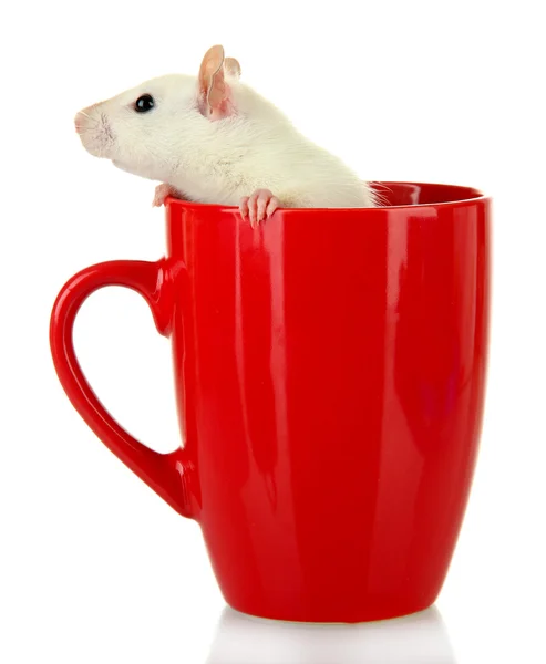 Funny little rat in cup, isolated on white — Stock Photo, Image
