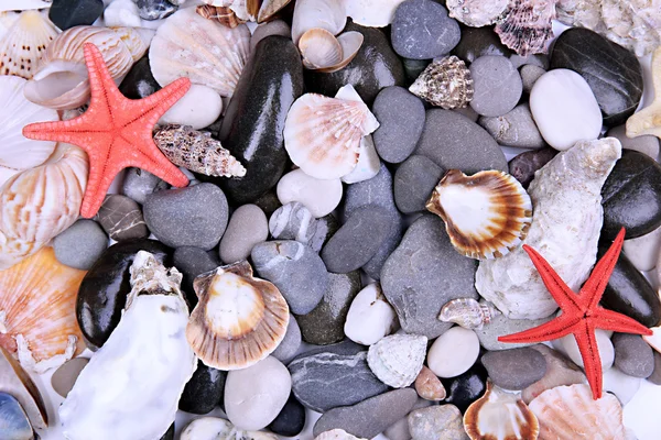 Close up de pedras marinhas e conchas — Fotografia de Stock