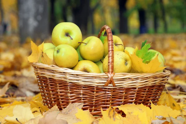 秋の葉の庭で新鮮な熟したリンゴのバスケット — ストック写真