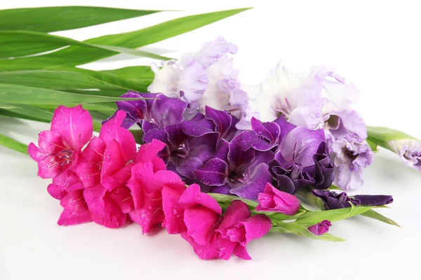 Belle fleur de gladiolus gros plan — Photo