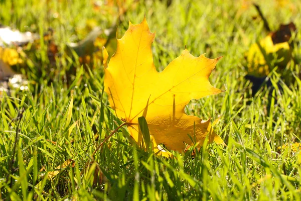 Красивый осенний кленовый лист на зеленой траве, закрыть — стоковое фото