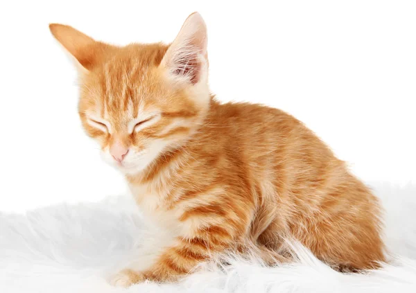 かわいい赤い子猫は白い上に隔離された — ストック写真