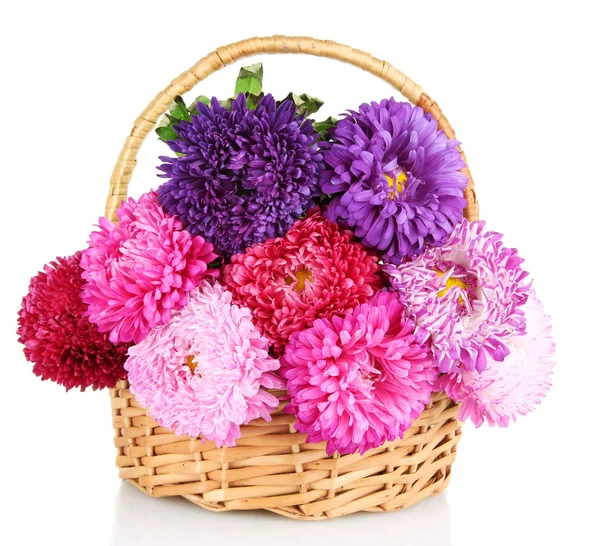 Bright aster flowers in basket, isolated on white — Stock Photo, Image