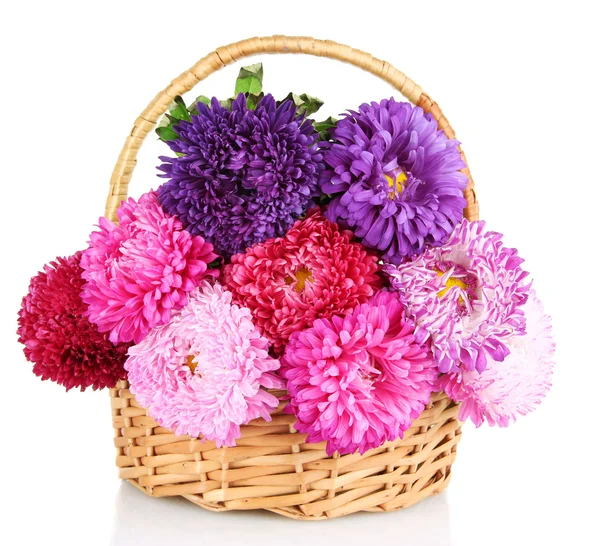 Fleurs d'aster lumineux dans le panier, isolé sur blanc — Photo