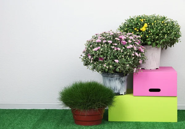 Flowers in pots with boxes on grass on grey background — Stock Photo, Image