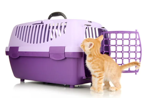 Cute little red kitten with travel plastic cage isolated on white — Stock Photo, Image