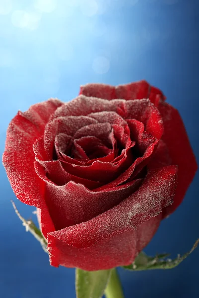 Rosa roja en la nieve sobre fondo azul — Foto de Stock