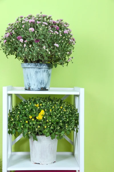 Кусты Хризантемы в горшках на полках на зеленом фоне — стоковое фото