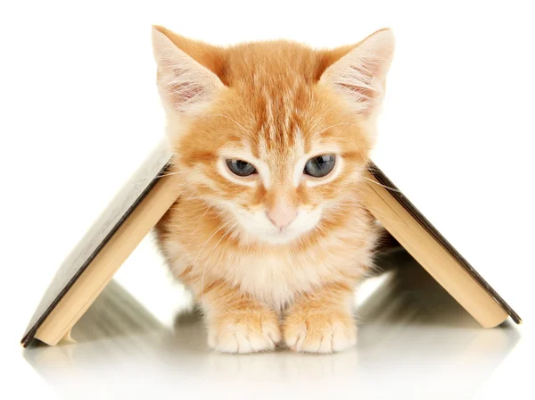 Cute little red kitten and book isolated on white — Stock Photo, Image