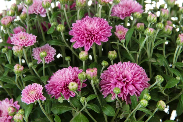 Chrysanthemum bush close up — Stock Photo, Image