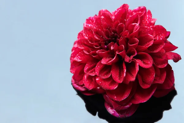 Dahlia flor, em fundo de cor — Fotografia de Stock