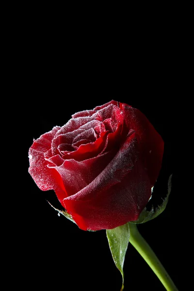 Red rose in ice, isolated on black — Stock Photo, Image
