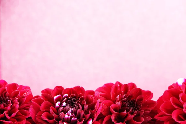 Dahlia flowers, on color background — Stock Photo, Image