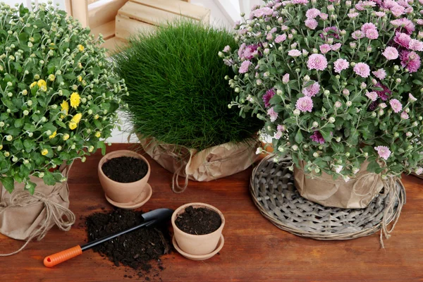 Cespugli di crisantemo ed erba in vaso sul tavolo di legno da vicino — Foto Stock