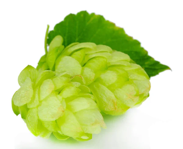 Fresh green hops, isolated on white — Stock Photo, Image