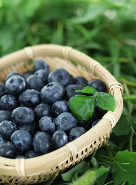 Blueberries in wooden basket on grass — Stock Photo, Image