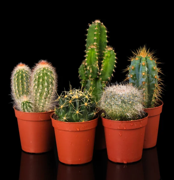 Kolekcja kaktusów, na czarnym tle — Zdjęcie stockowe