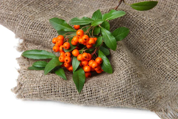 Pyracantha Espino fuego bayas de naranja con hojas verdes, sobre tela de saco, aislado en blanco —  Fotos de Stock
