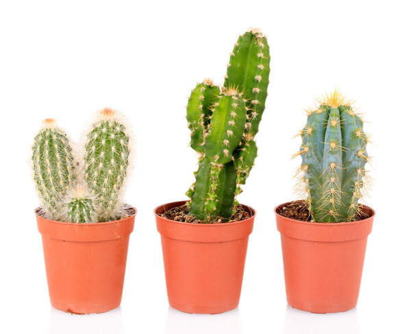 Collection of cactuses, isolated on white