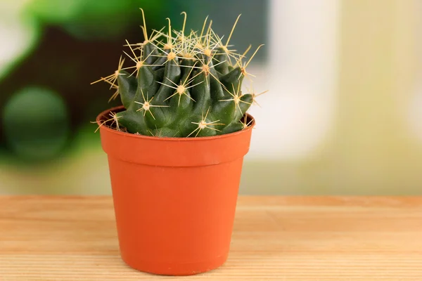 Cactus op vensterbank — Stockfoto