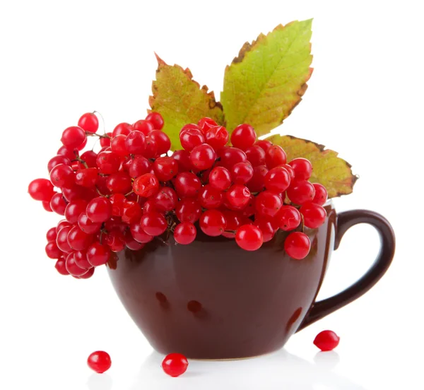 Красные ягоды viburnum в чашке, изолированные на белом — стоковое фото