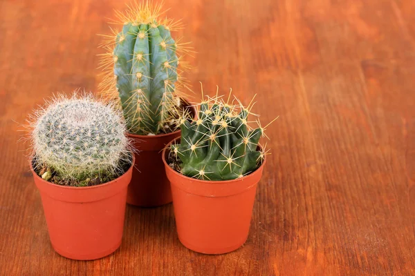 Collectie van cactussen op houten achtergrond — Stockfoto