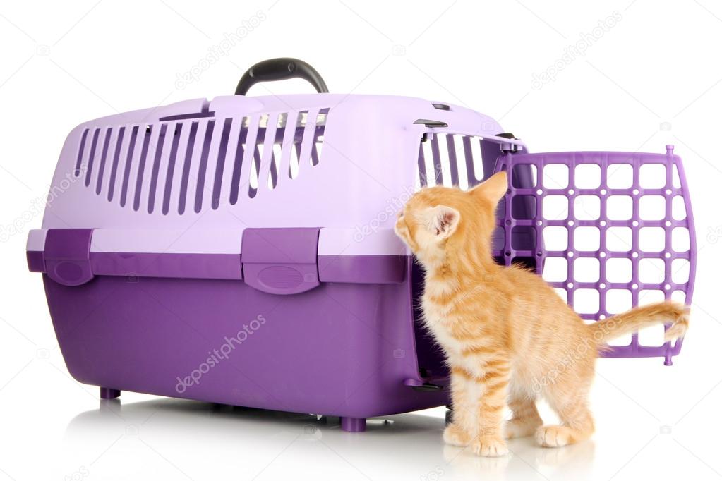 Cute little red kitten with travel plastic cage isolated on white