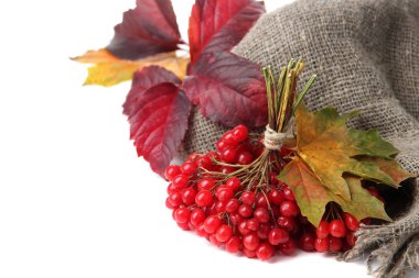 Kartopu üstünde çul peçete, üzerinde beyaz izole kırmızı meyveler