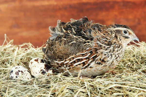 Молодий перепел з яйцями на соломі на дерев'яному фоні — стокове фото