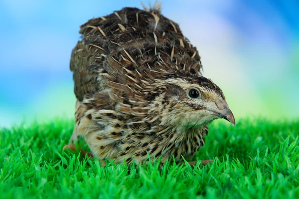 青色の背景に草の上の若いウズラ — ストック写真