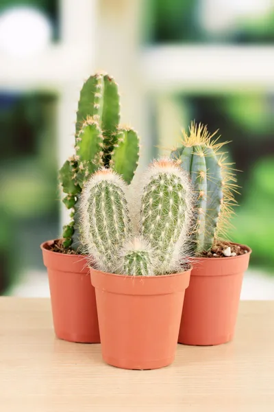 Collectie van cactussen, op vensterbank — Stockfoto