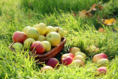 Bahçe Yeşil çimenlerin üzerinde olgunlaşmış taze elma sepeti
