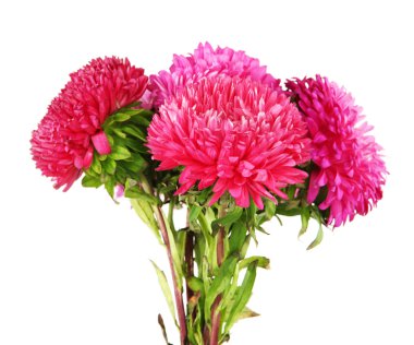 parlak aster çiçekler, üzerinde beyaz izole