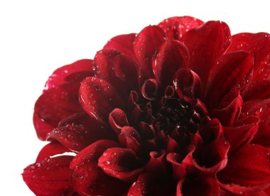 dahlia çiçeği, üzerinde beyaz izole