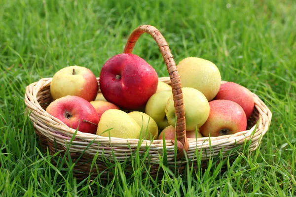 Panier de pommes fraîches mûres dans le jardin sur herbe verte — Photo